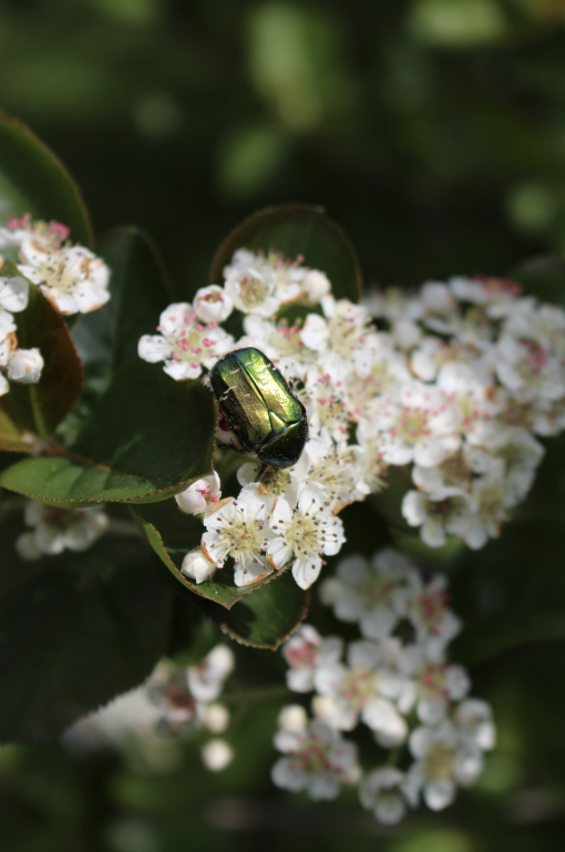 Käfer auf Blüte © m.synak